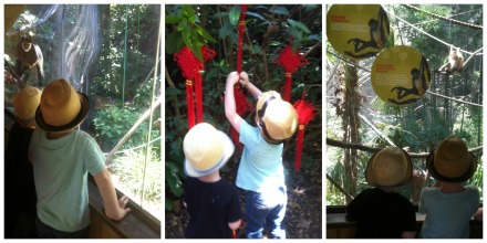 Melbourne Zoo Chinese New Lunar Year of the Monkey Travel at Home